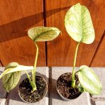 Monstera skvelá (Monstera deliciosa)  ‘MINT VARIEGATED’ - výška 10-15 cm, kont. P6